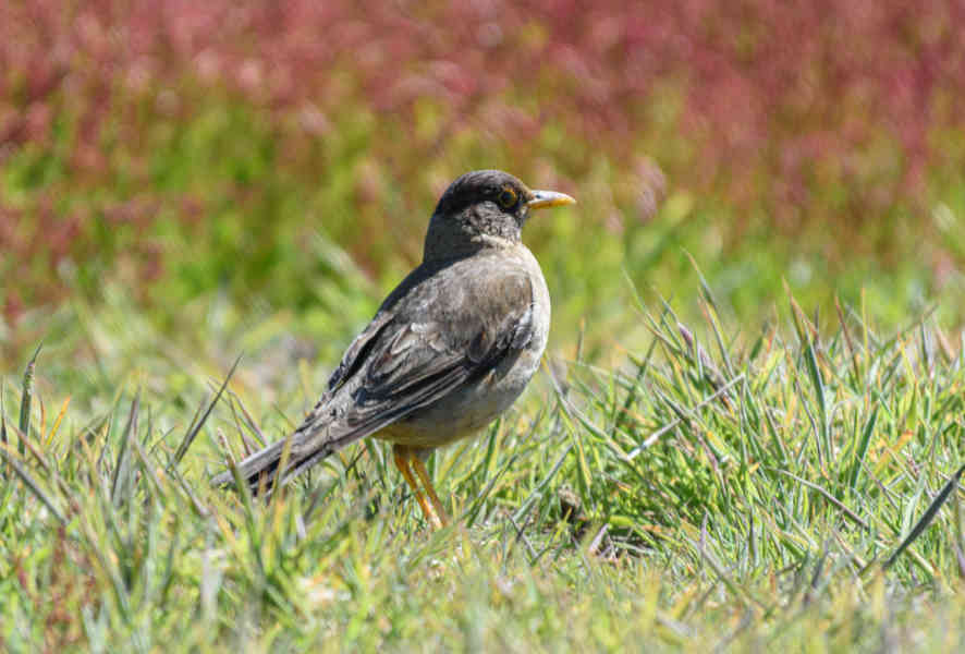Pájaro Zorzal Patagónico - islas Falkland o Malvinas 05.jpg